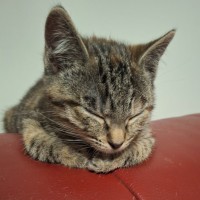 Photo of Penny