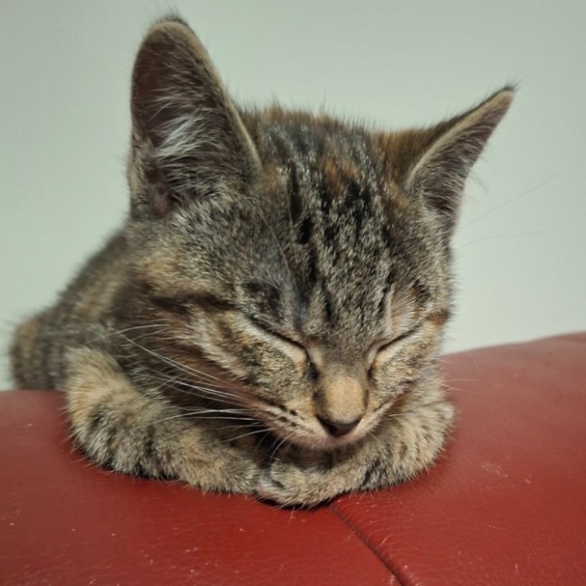 Photo of Penny