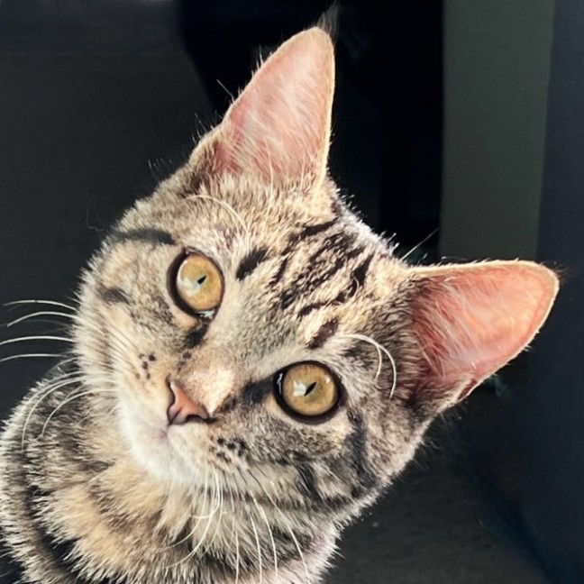 Photo of Herschel ^^Dandy Cat Rescue^^