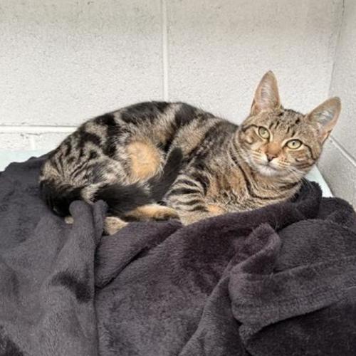 Kooka - Domestic Short Hair (DSH) Cat