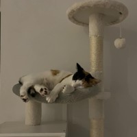 Photo of Catsa Bonita