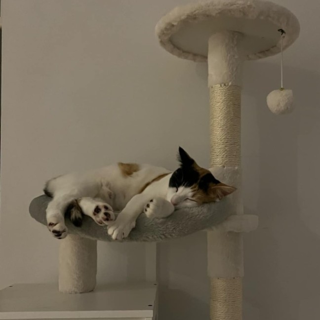 Photo of Catsa Bonita