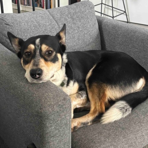 Navey  - Australian Kelpie x Australian Cattle Dog