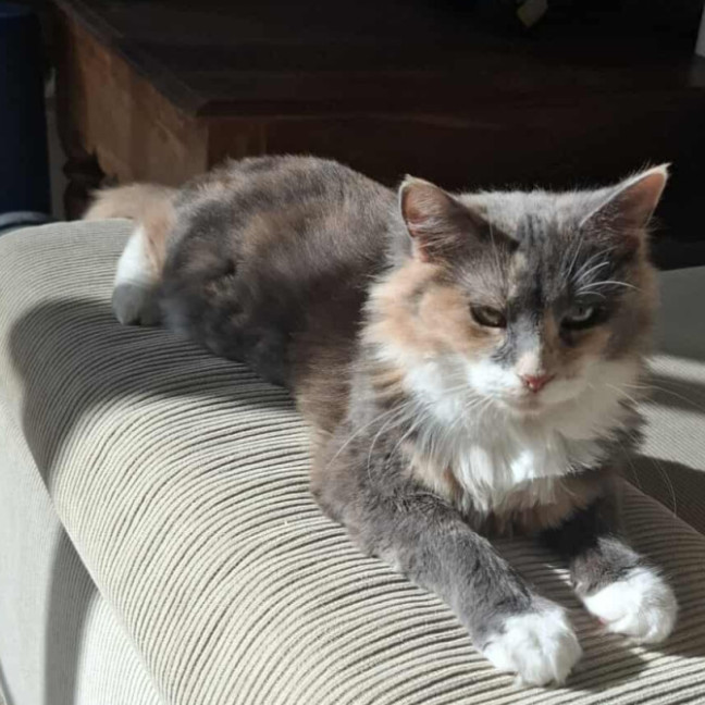 Photo of Tiramisu 😸