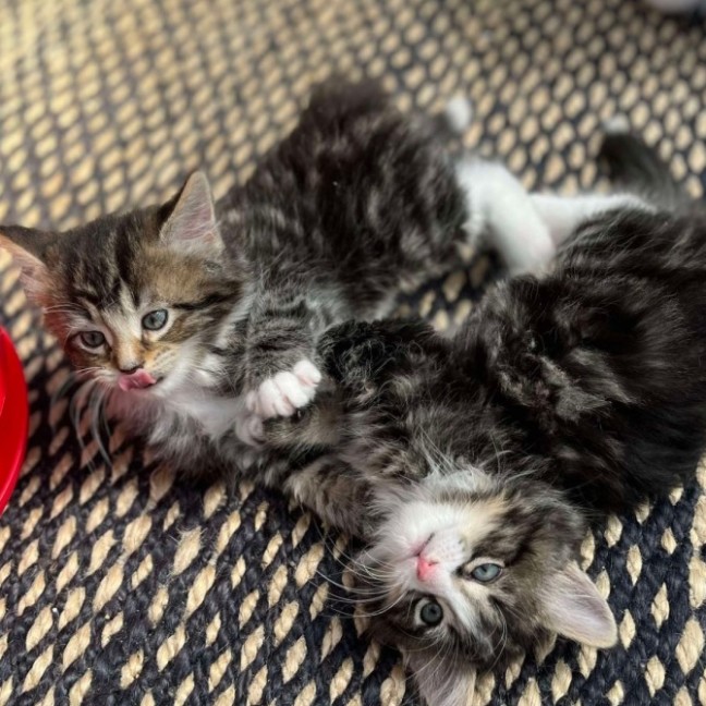 Photo of 🍀 Paddy 🍀