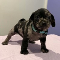 Photo of Zephyr