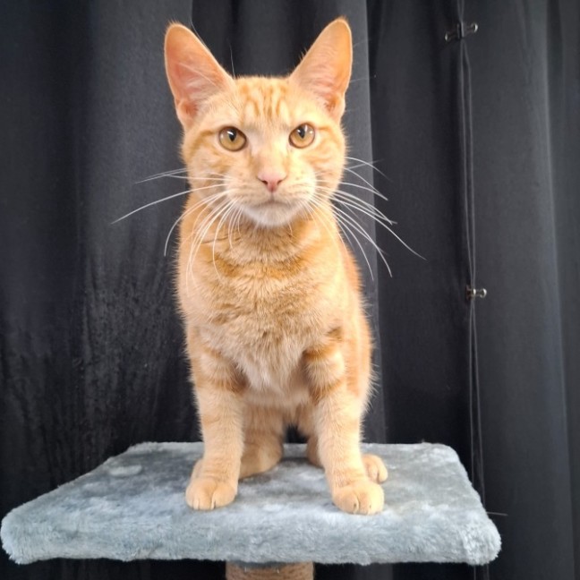 Photo of Simba