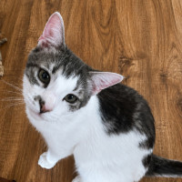 Photo of Oliver