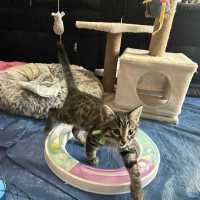 Photo of Yappa ** 2nd Chance Cat Rescue**