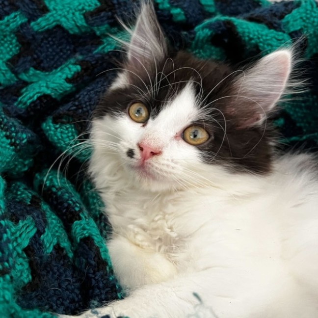 Photo of Pearl And Marble