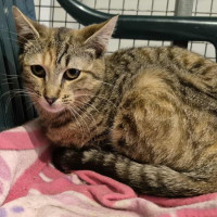 Photo of Penelope **2nd Chance Cat Rescue**