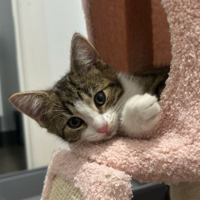 Photo of Neeko & Mira 💙🌷