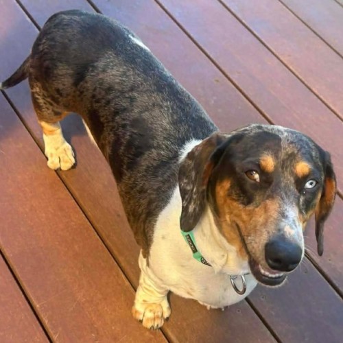 Luna - Dachshund (Smooth Haired) Dog