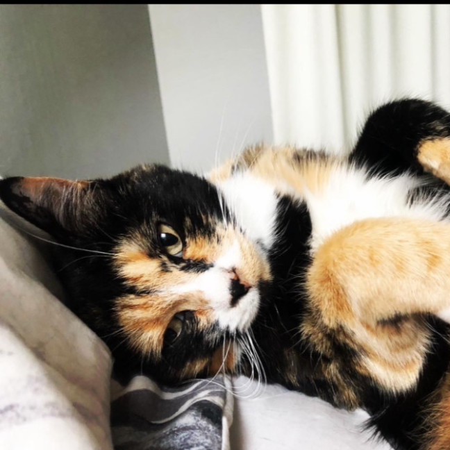 Photo of Chanel And Dolce