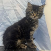 Photo of Dorian   Located In Kew