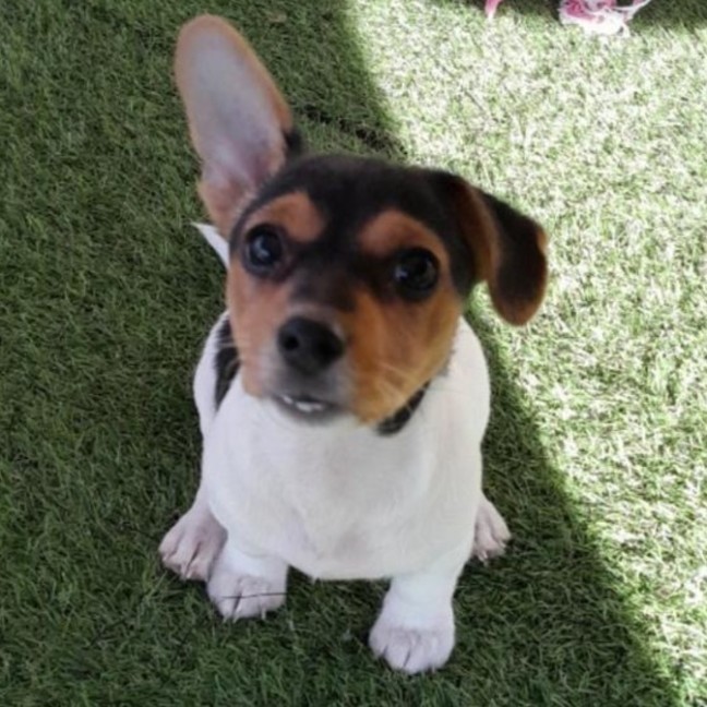 Miniature Jack Jack Russell Terrier Puppies For Sale Near Me Jack