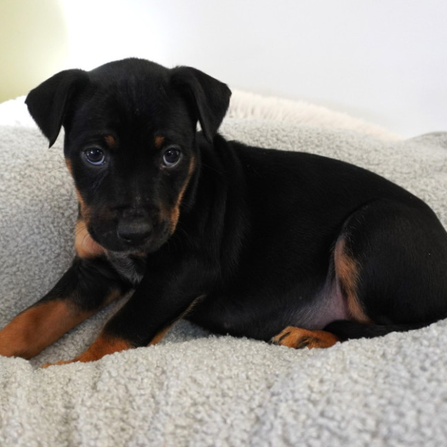 Photo of Calli