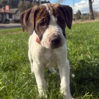 Photo of Tarnation