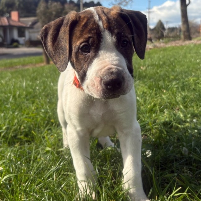 Photo of Tarnation
