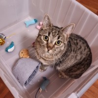 Photo of Pretzel