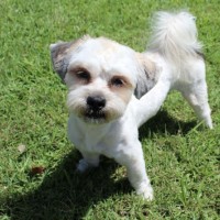 Photo of Toby