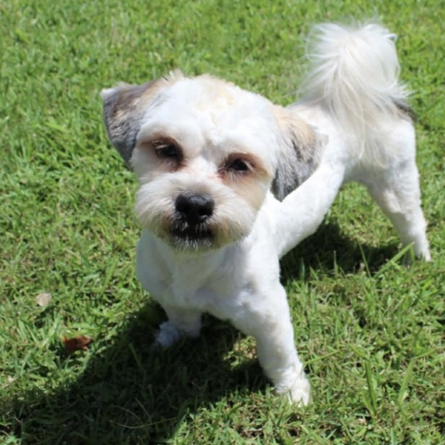 Photo of Toby