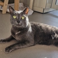 Photo of C1557 Merlin