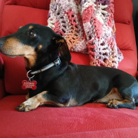 Photo of Dudley