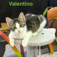 Photo of Valentino ** 2nd Chance Cat Rescue **