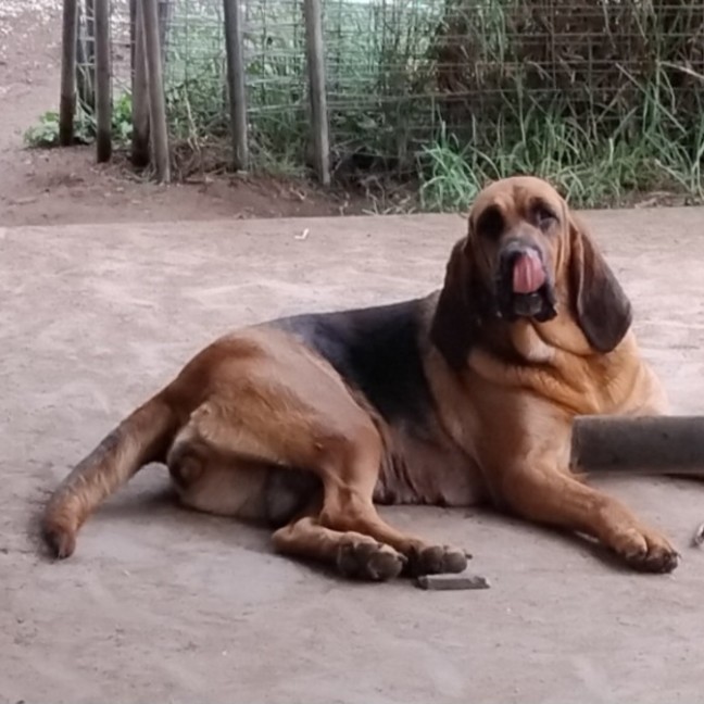 Photo of Dixie & Daisy