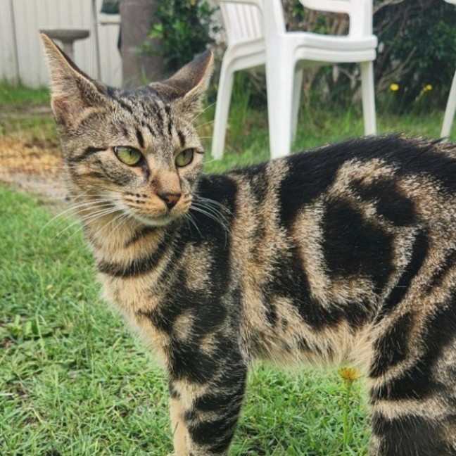 Photo of Obi