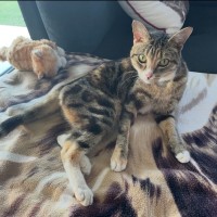 Photo of C1518 Mochi