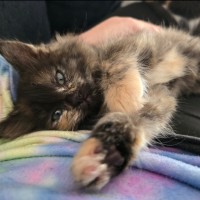 Photo of Cleo