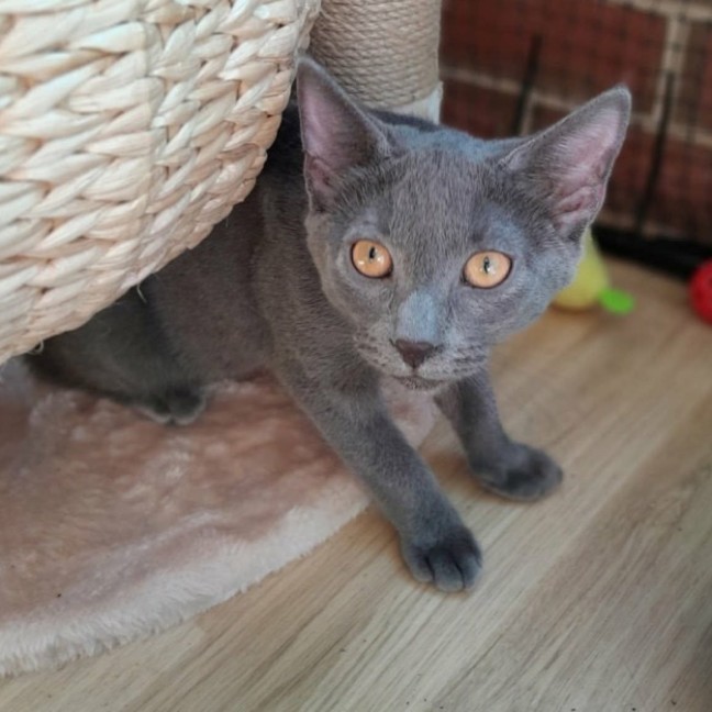 Photo of Blu