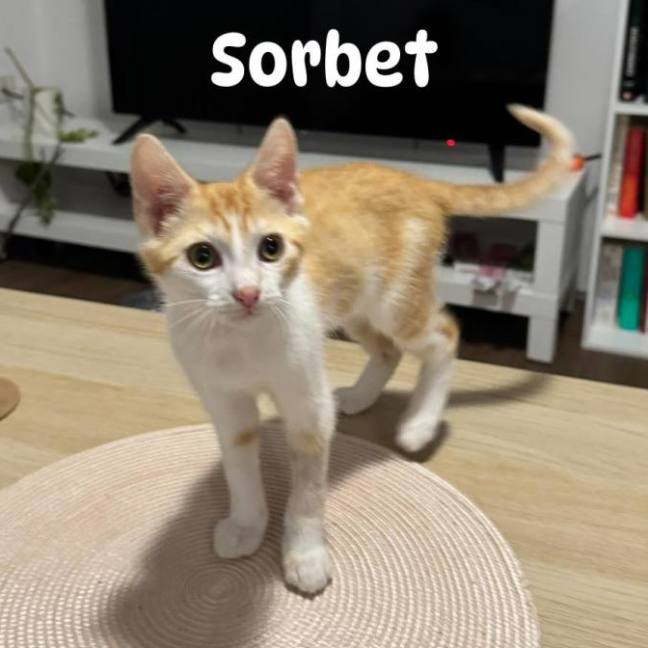 Photo of Sorbet