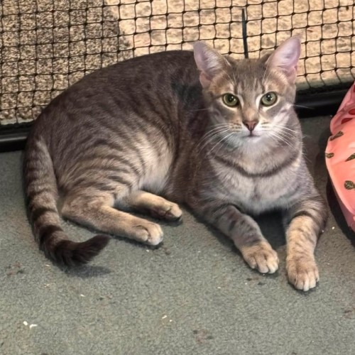 Polly  - Domestic Short Hair (DSH) Cat