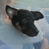 Photo of Rascal