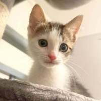 Photo of Jaffa