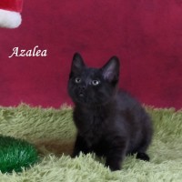 Photo of Azela
