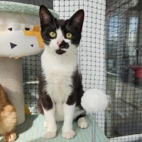 Photo of Scooter