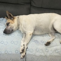 Photo of Birdie