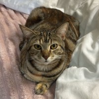 Photo of Sushi And Shibuya 