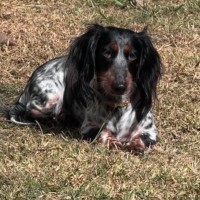 Photo of Ditsy