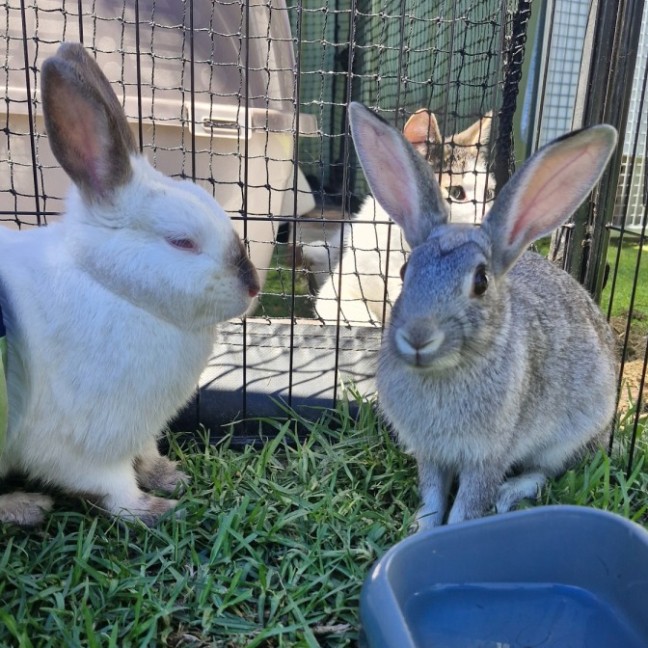 Photo of Judy Hopps