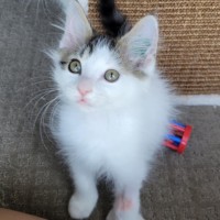 Photo of Flash   Located In Deer  Park