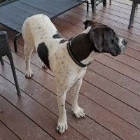 Photo of Otis