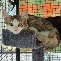 Photo of Jessie ** 2nd Chance Cat Rescue **