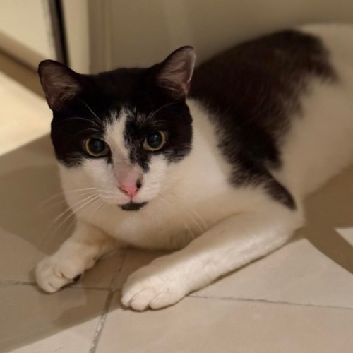 Ronny - Domestic Short Hair (DSH) Cat