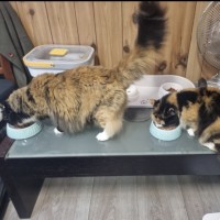 Photo of Puss & Boots.     Assisted Rehome