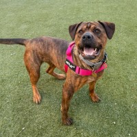 Photo of Treacle